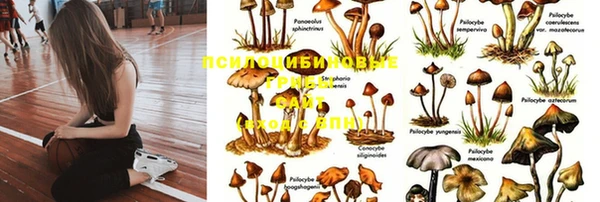 стаф Баксан